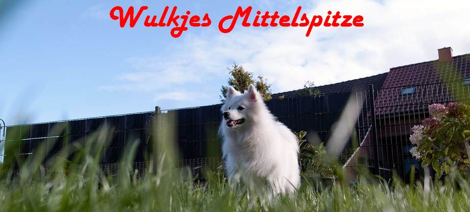 wulkjes